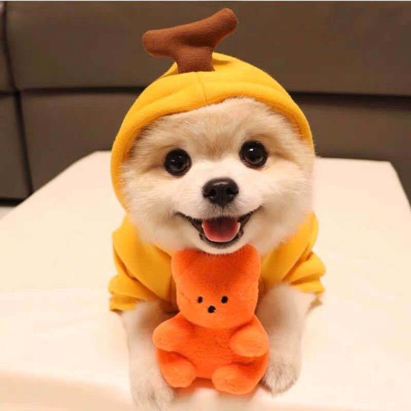 Warm Winter Dog Fruit Hoodie
