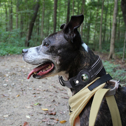Airtag Pet Collar with Protective Cover