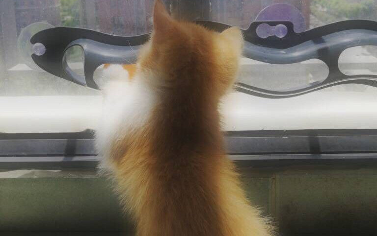 Window Cat Ball Track Toy