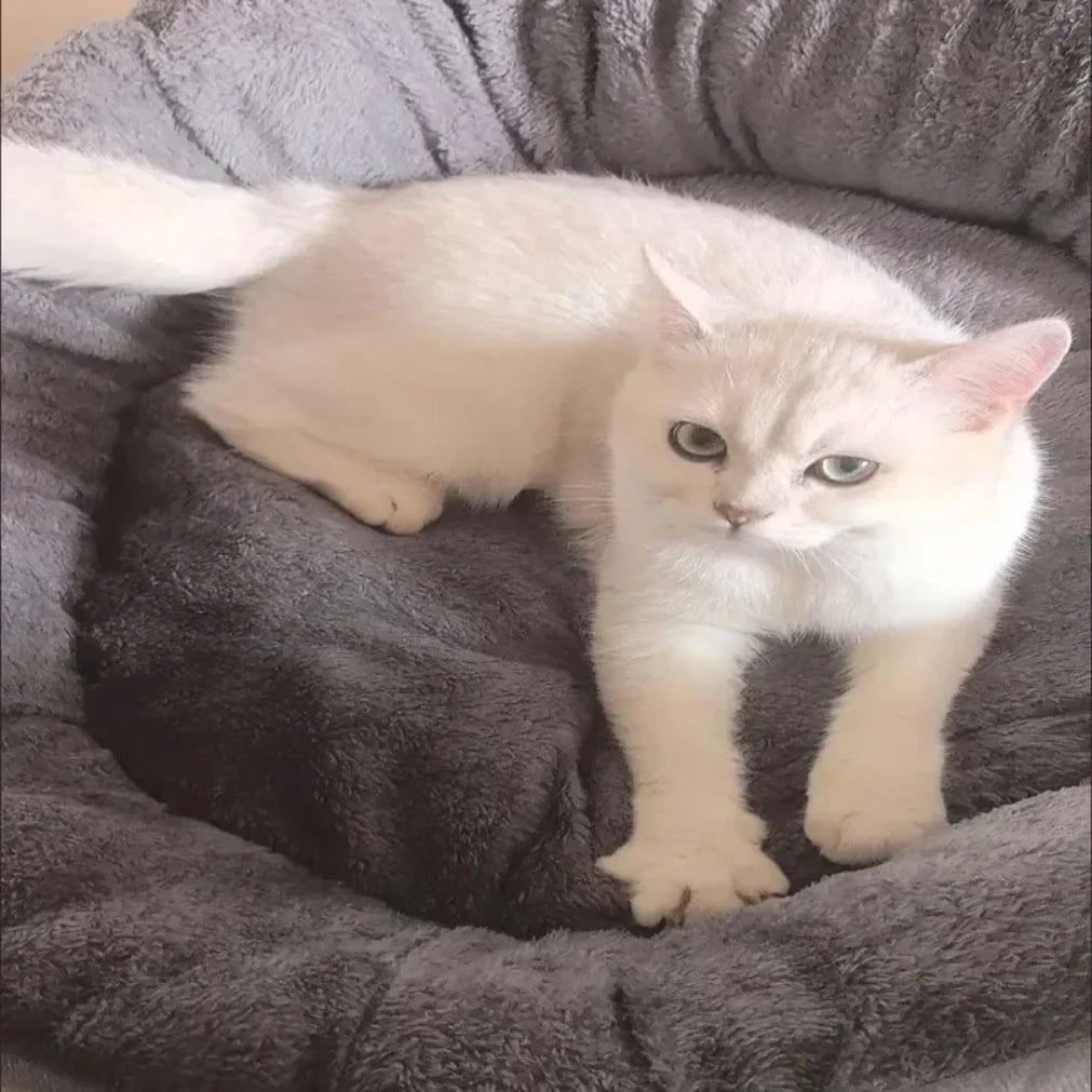 Soft Warm Dog Bed Basket