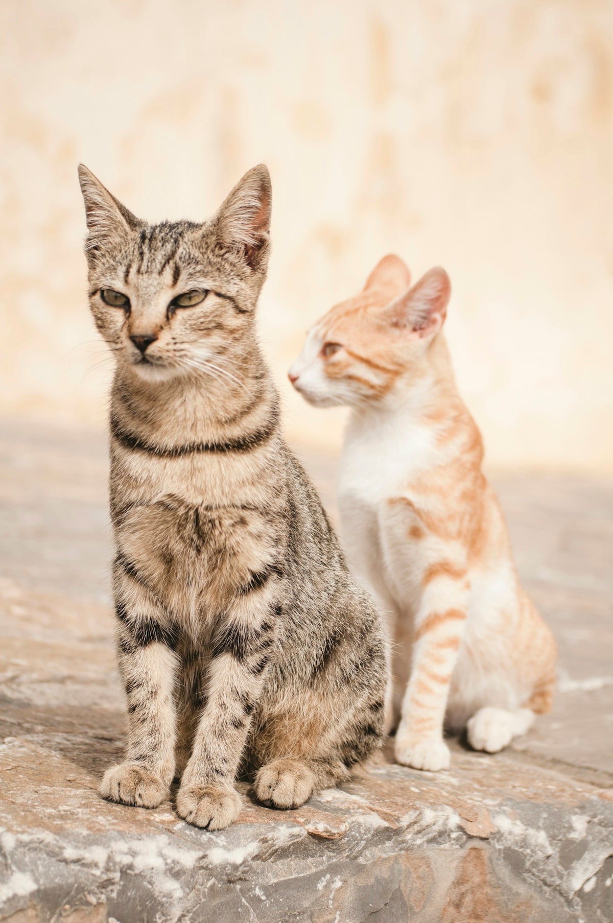 two cats on rock