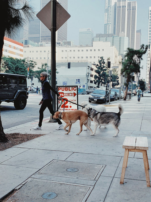 person pulling lesh of dogs beside road during daytime