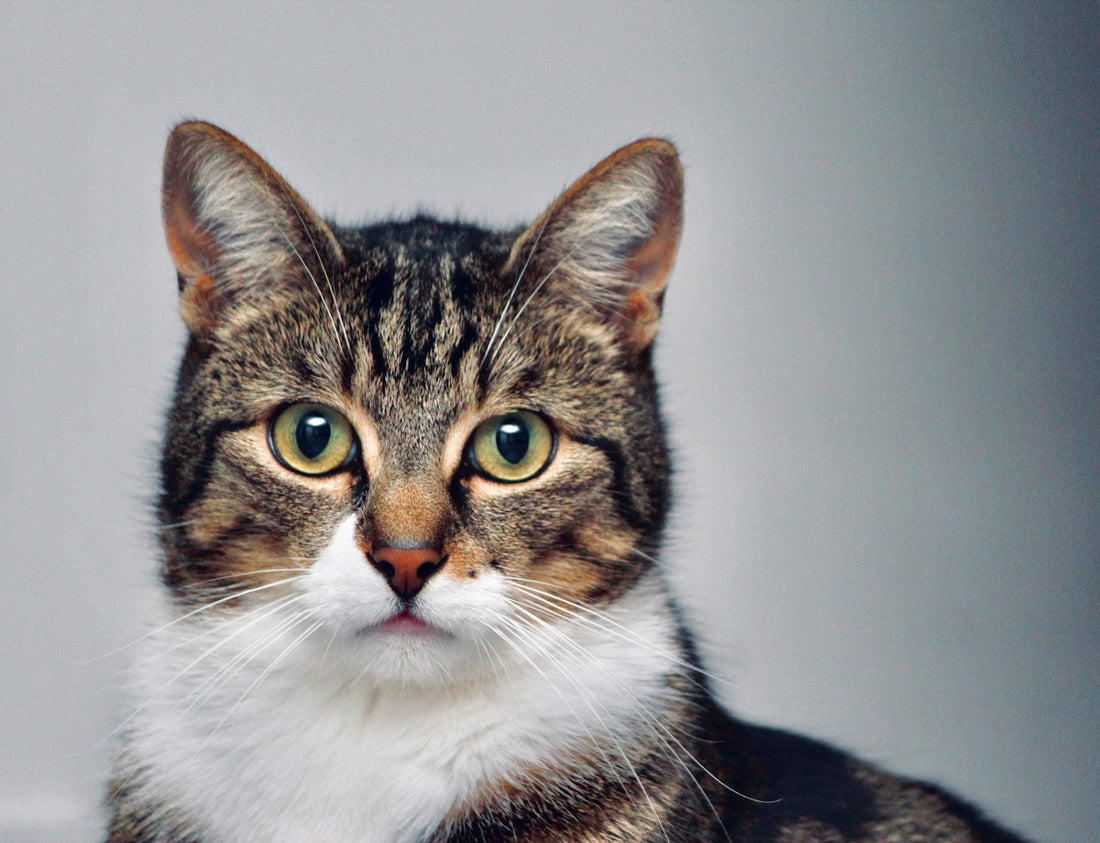 brown and white tabby cat