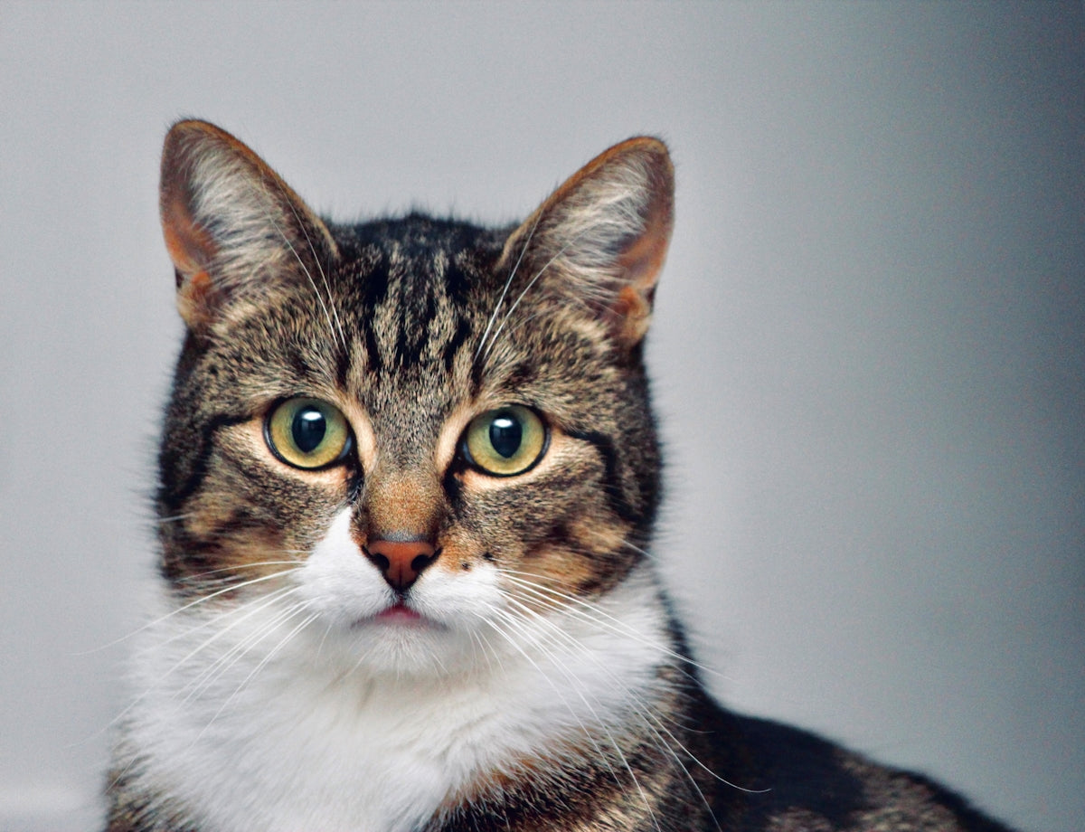 brown and white tabby cat