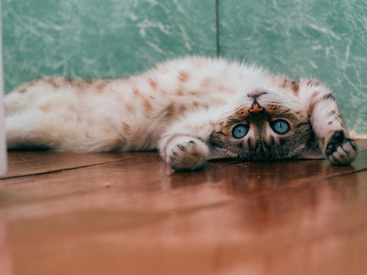 The Bond Between Humans and Cats Through History
