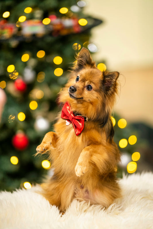 a small brown dog with a red bow sitting in front of a christmas tree
