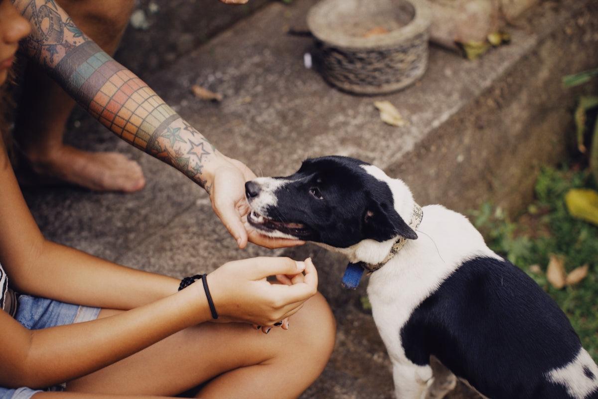 a person petting a small black and white dog