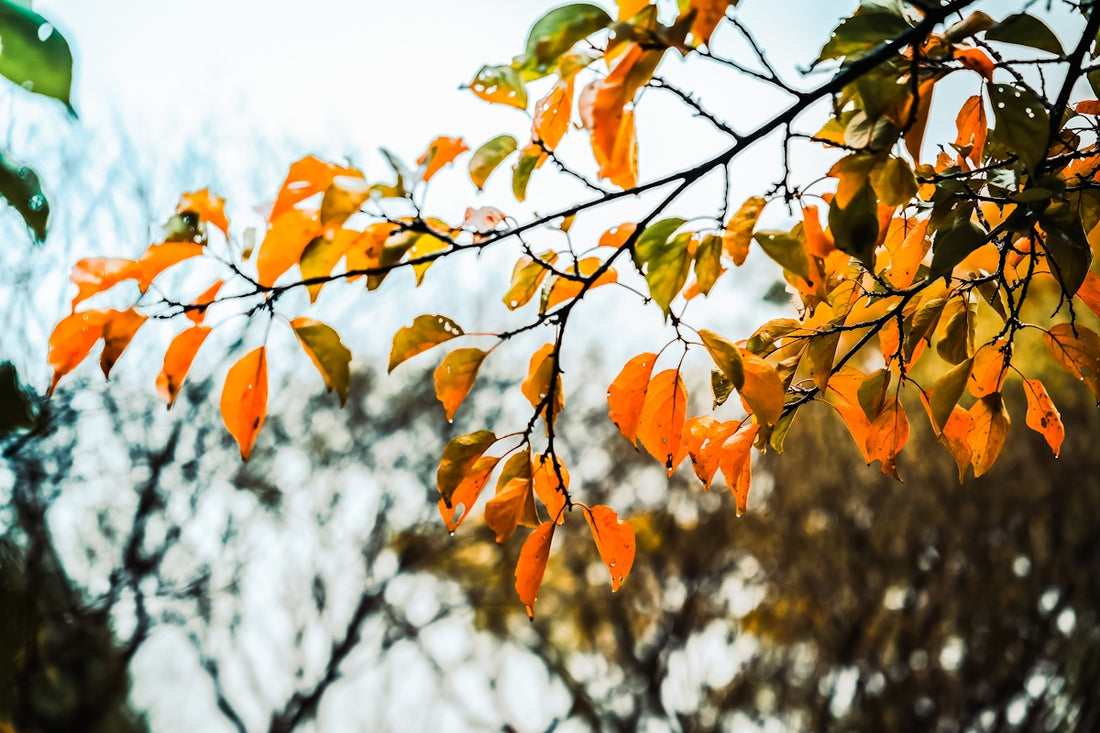 a tree with orange leaves