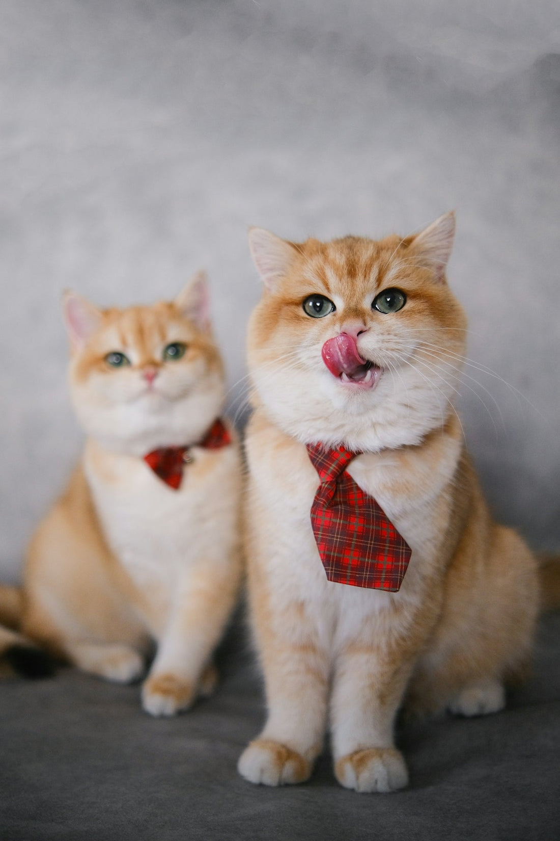 two cats wearing bow ties
