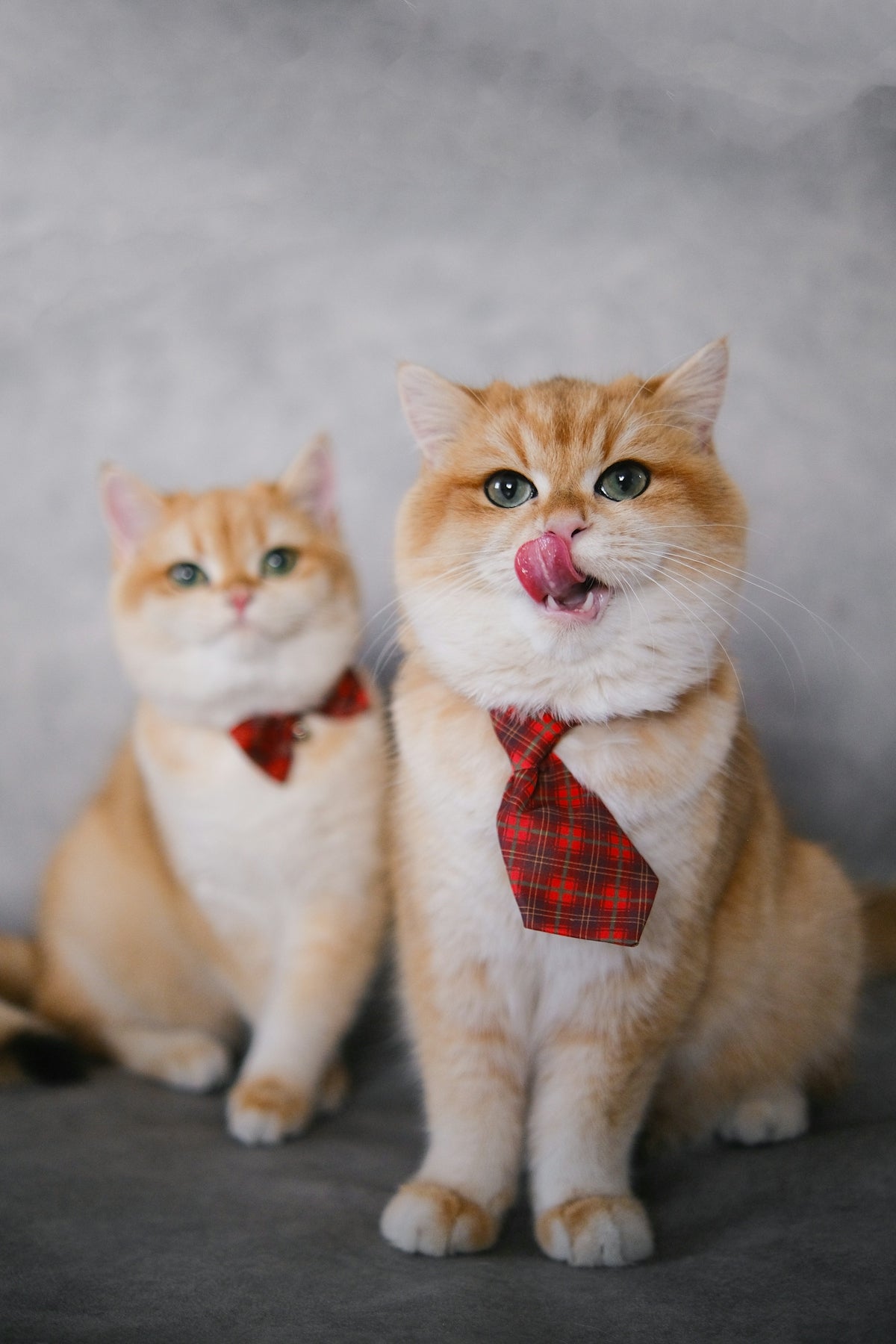 two cats wearing bow ties