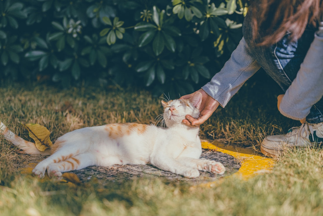 a person petting a cat