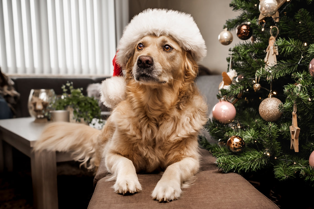 a dog wearing a santa hat sitting in front of a christmas tree