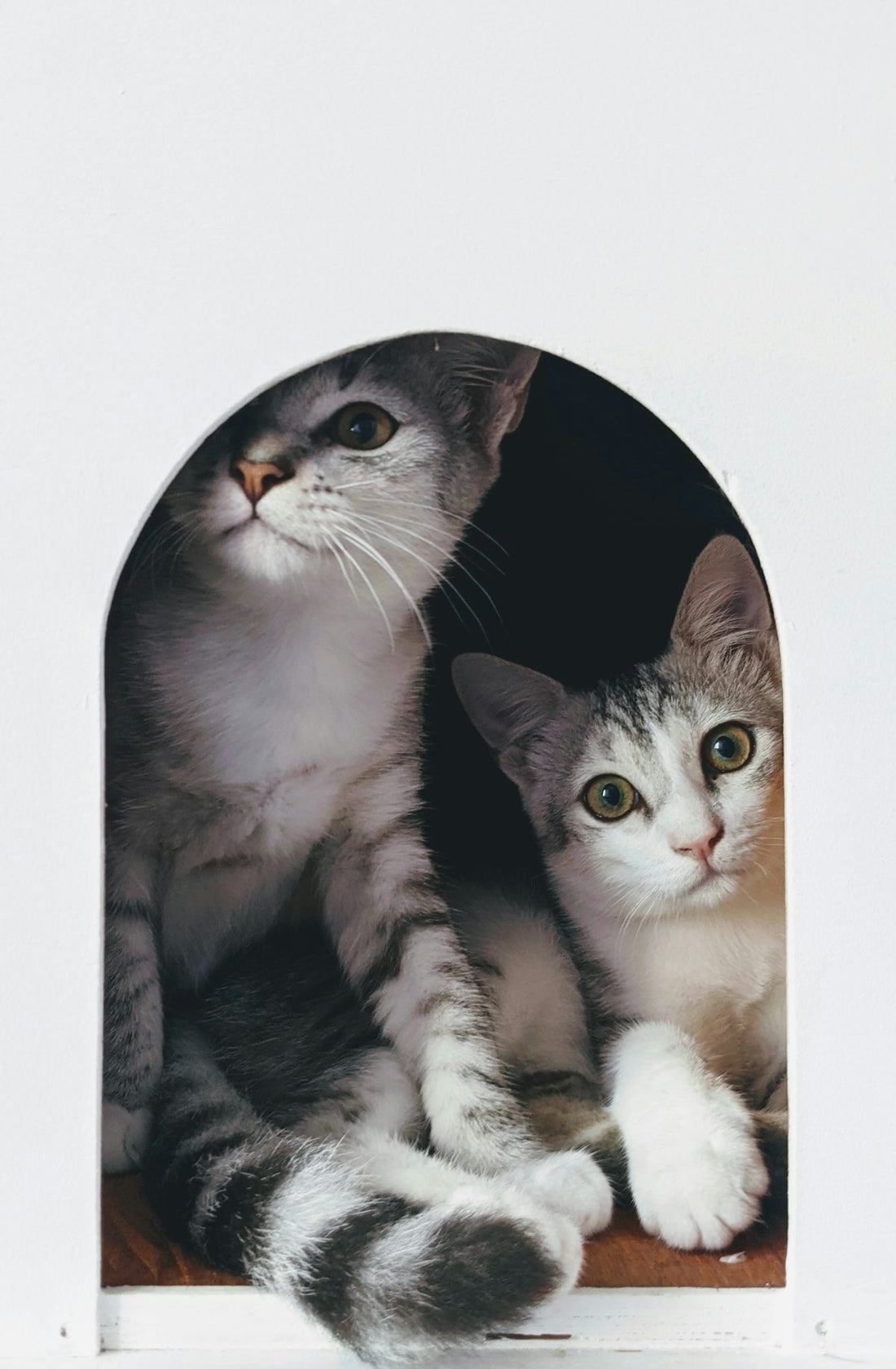 A couple of cats sitting next to each other