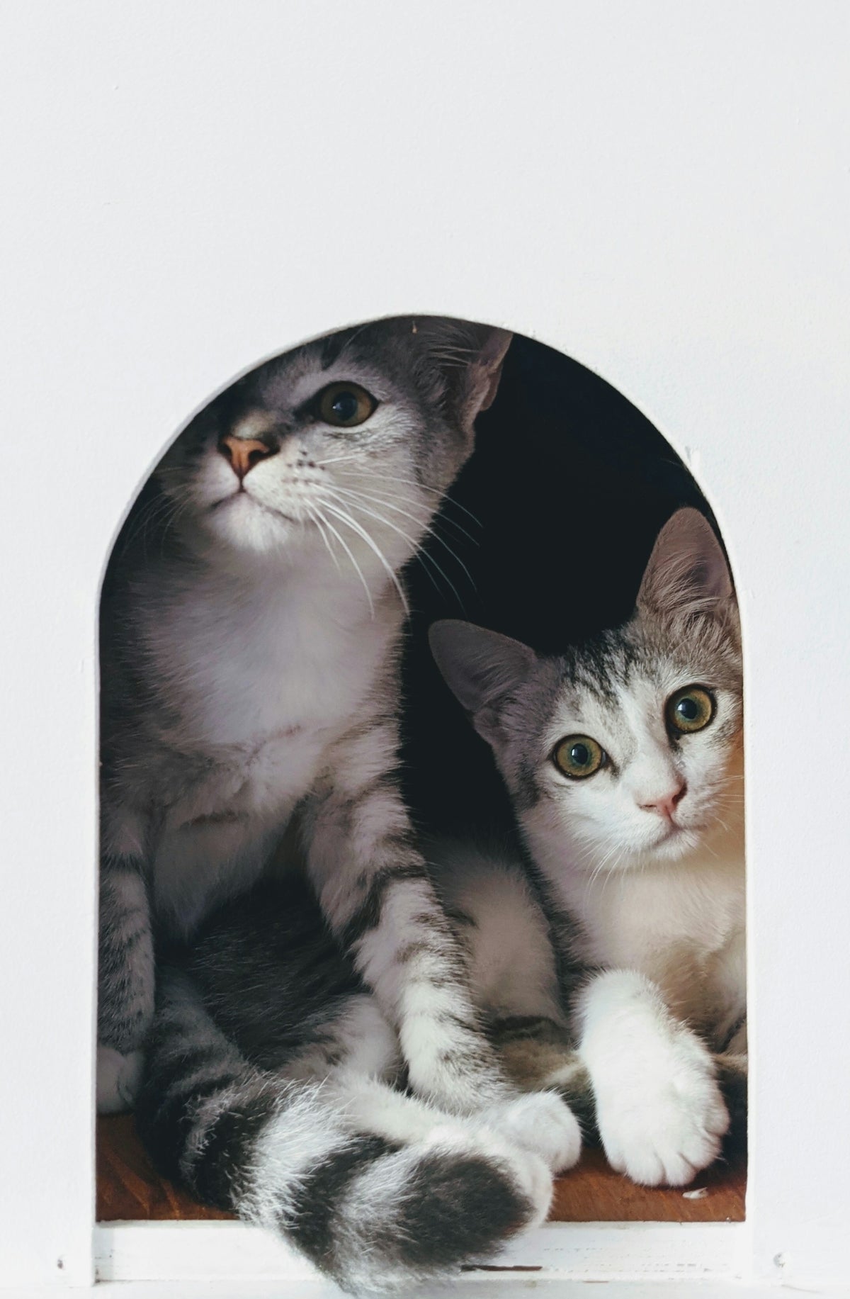 A couple of cats sitting next to each other