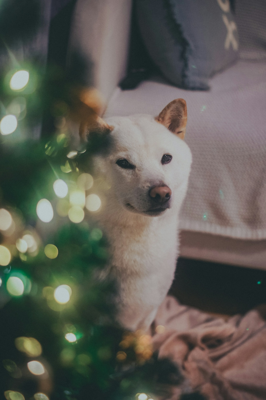 A white dog sitting in front of a christmas tree