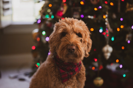 A dog wearing a bow tie sitting in front of a christmas tree