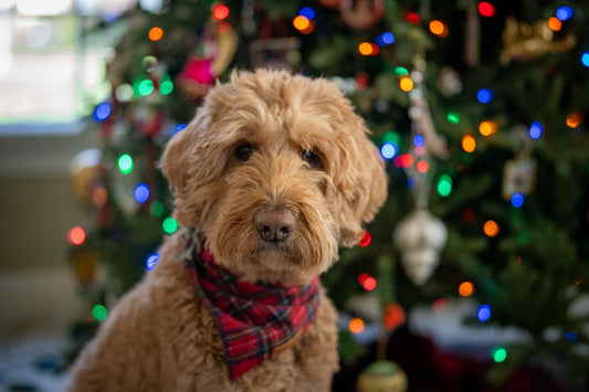 A dog sitting in front of a christmas tree