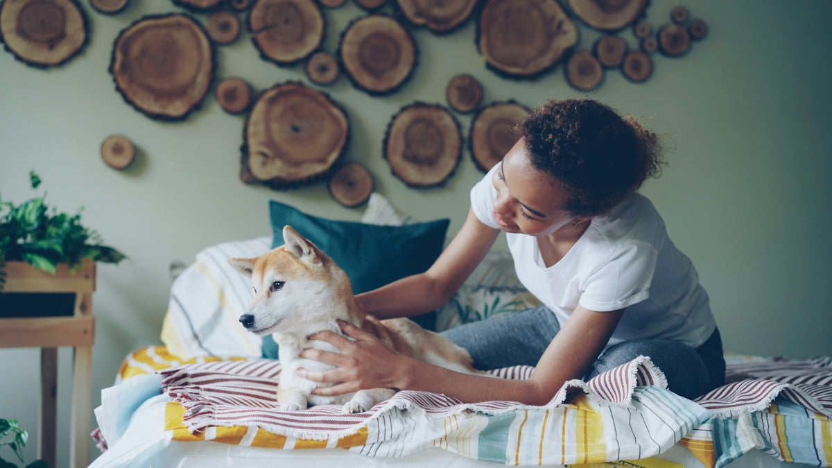 Woman pets her shiba inu dog on a bed.
