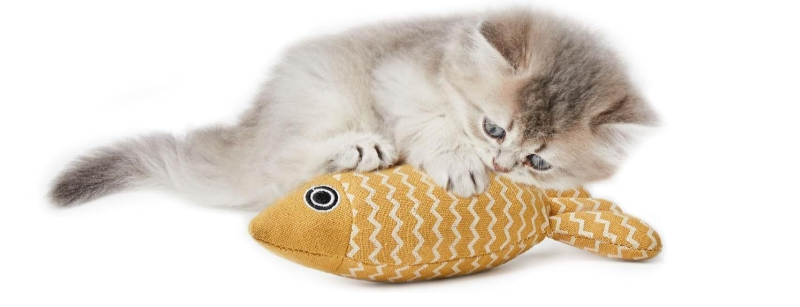 Catnip