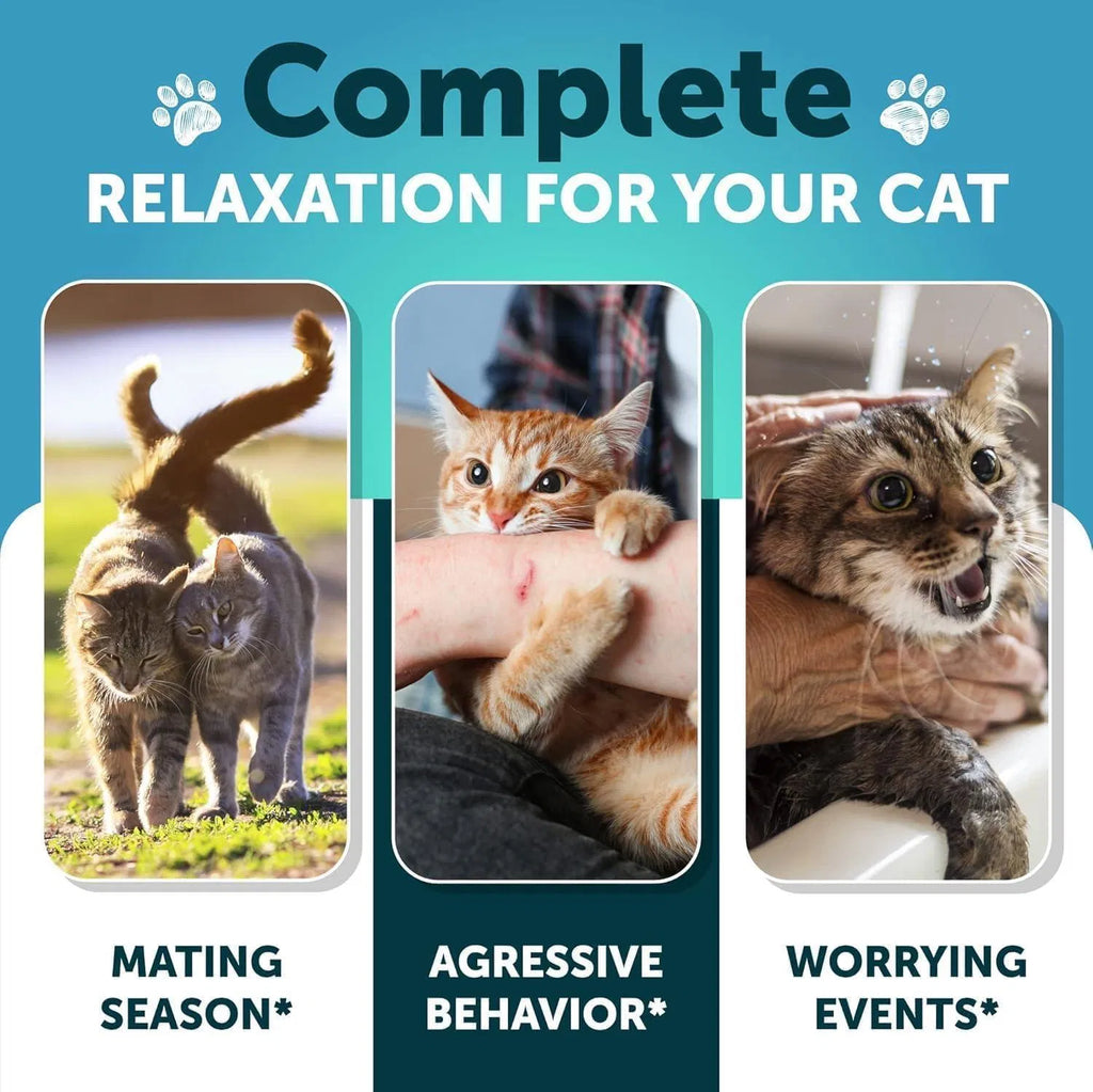 Calming Treats For Stress & Anxiety Relief
