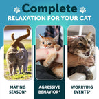 Calming Treats For Stress & Anxiety Relief