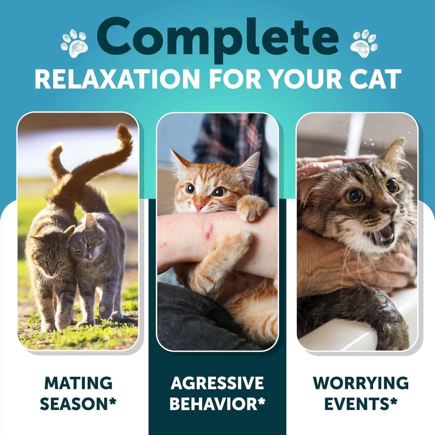 Calming Treats For Stress & Anxiety Relief