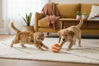 ToyTigris Smart Remote Control Ball Toy with LED Lights for Cats & Dogs