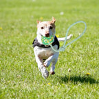 Natural Solid Rope Rubber Ball Dog Toy