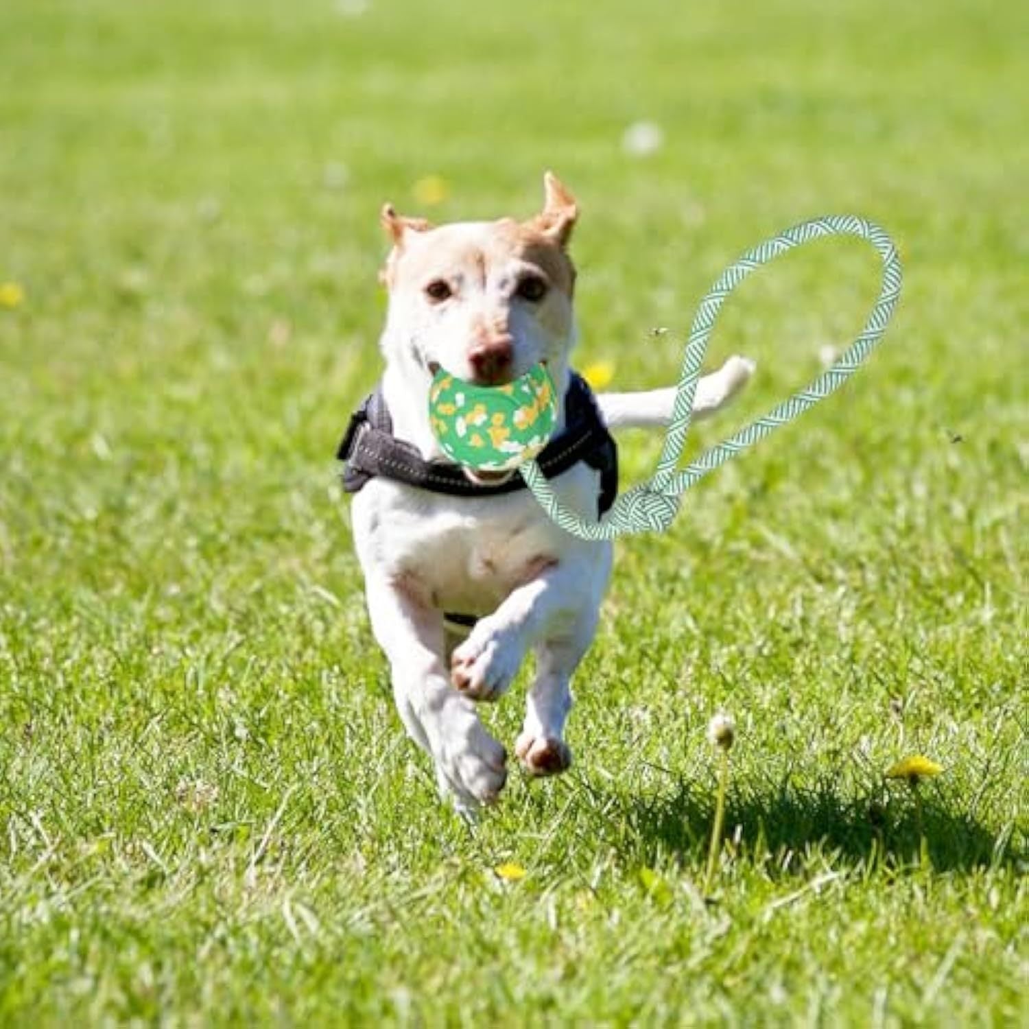 Natural Solid Rope Rubber Ball Dog Toy