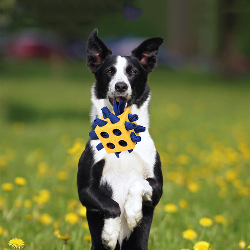Educational Cube Molar Dog Toy