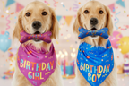 Dog birthday bandana and a toy bone