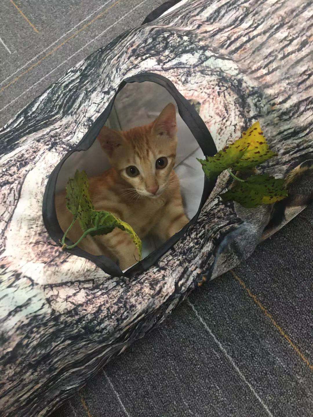 ToyTigris Baum-Muster Tunnel-Spielzeug für Haustiere