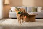 ToyTigris Squeaky Plush Duck Toy for Dogs
