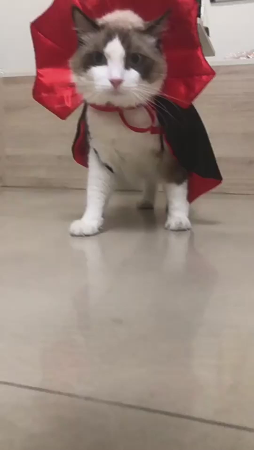 Cute Halloween Vampire Costume For Cats and Small Dogs