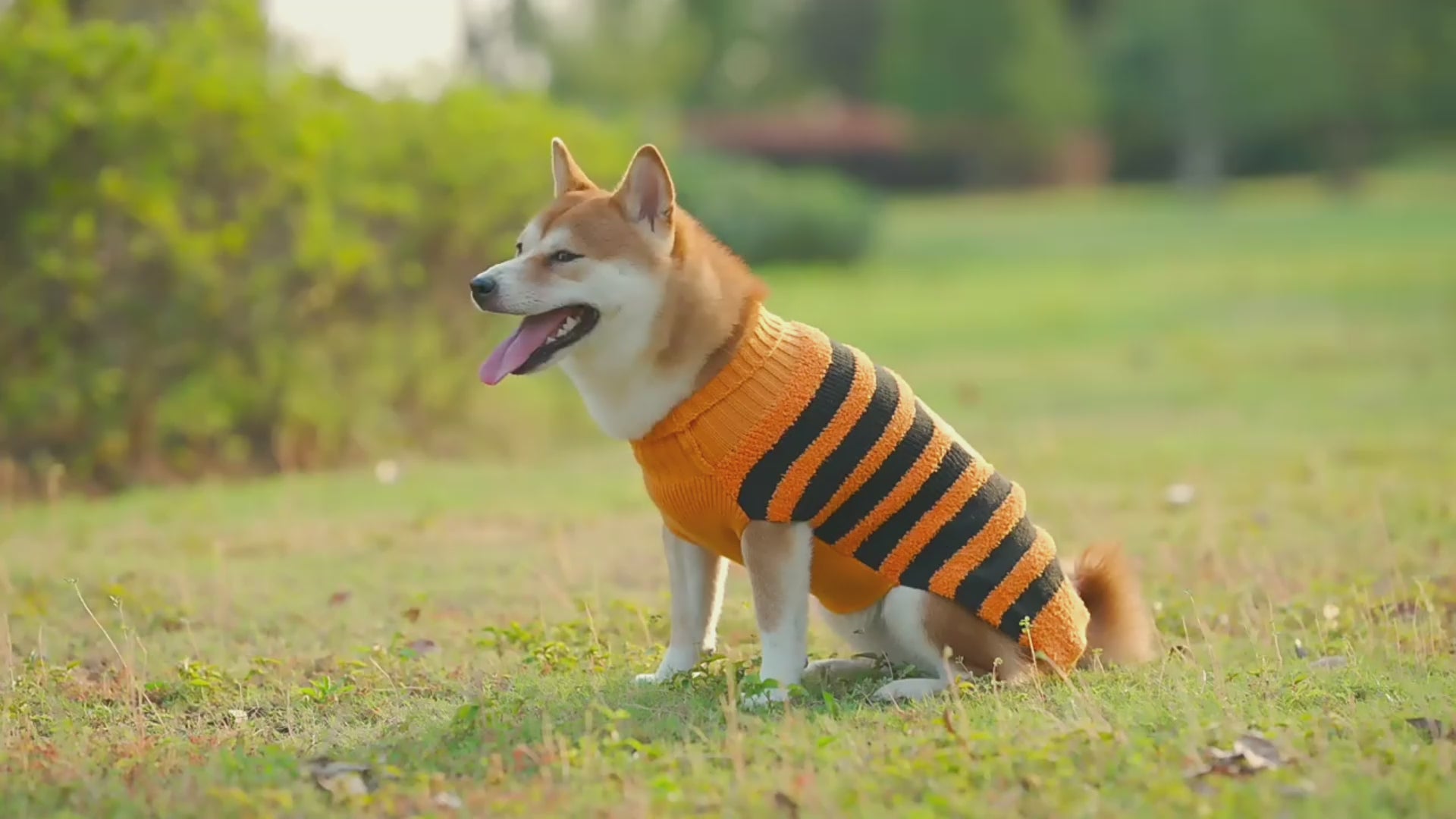 Halloween Dog Sweater Costume