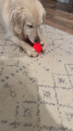 Smart Interactive Dog Toy Ball - USB Moving Bouncing Pet Toy