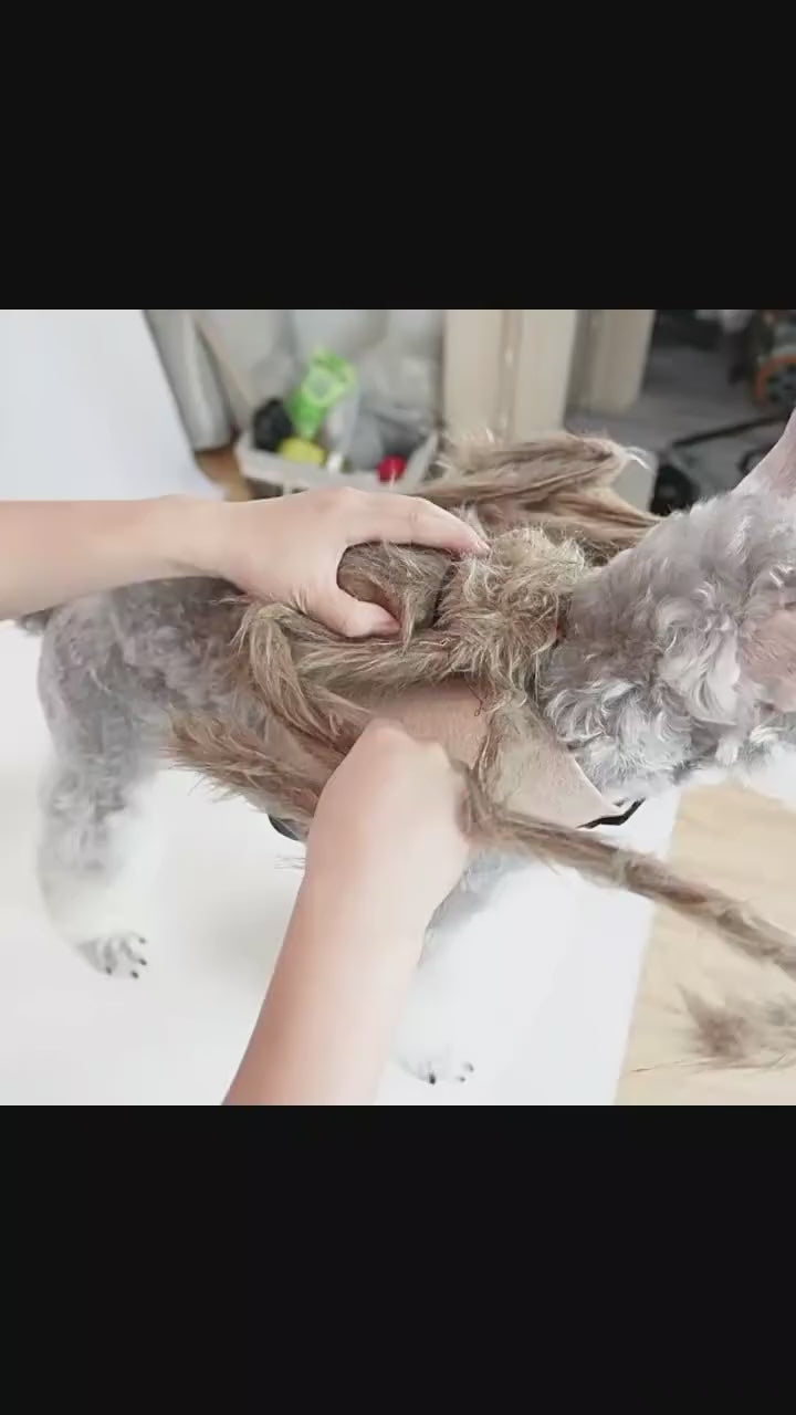 Halloween Pet Spider Costume
