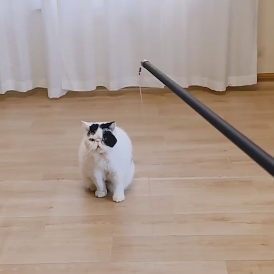 Cat playing with 180cm extendable feather wand interactive toy for exercise