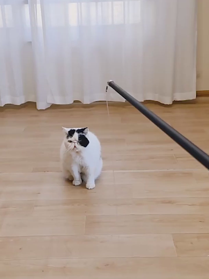 Cat playing with 180cm extendable feather wand interactive toy for exercise