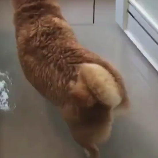 Fried Shrimp Tempura Dog Pet Chew Bite Squeaky Toy