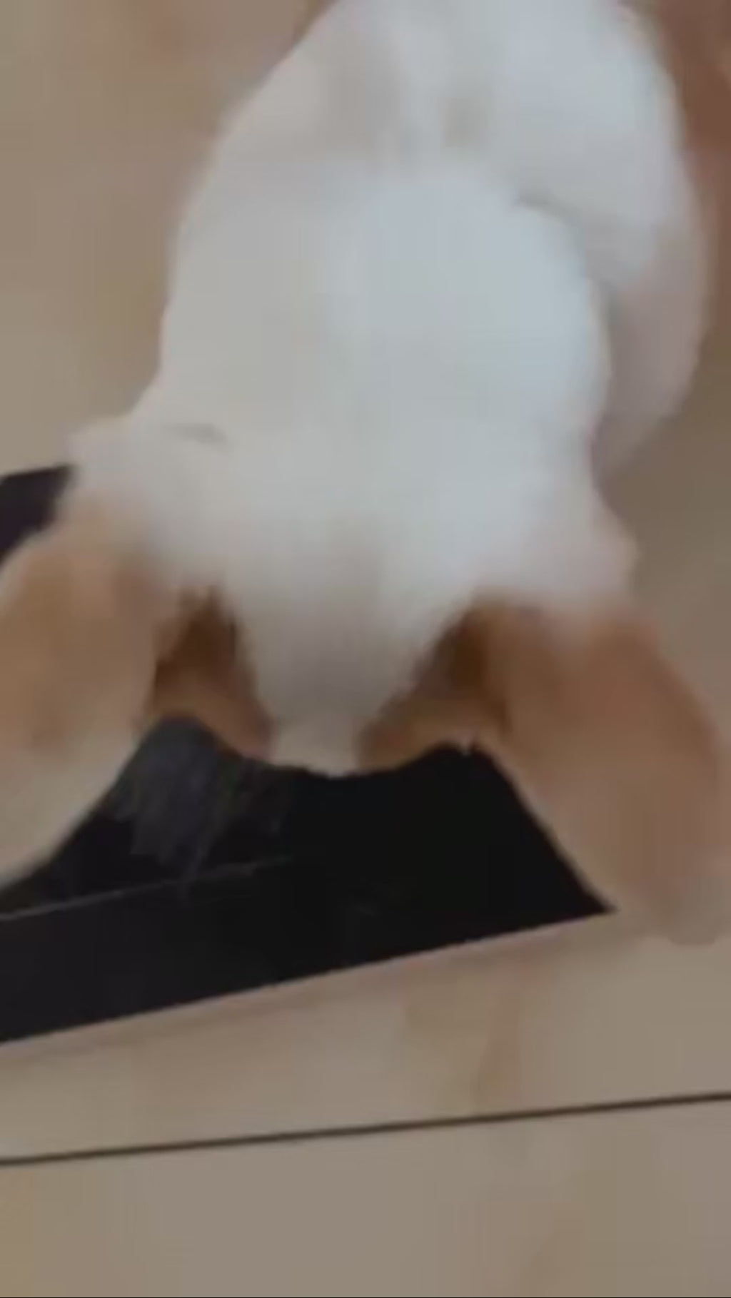 Dog Nail Scratch Board