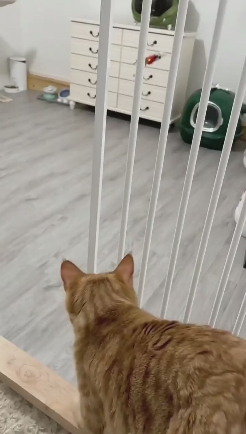 Flying Eagle Cat Toy