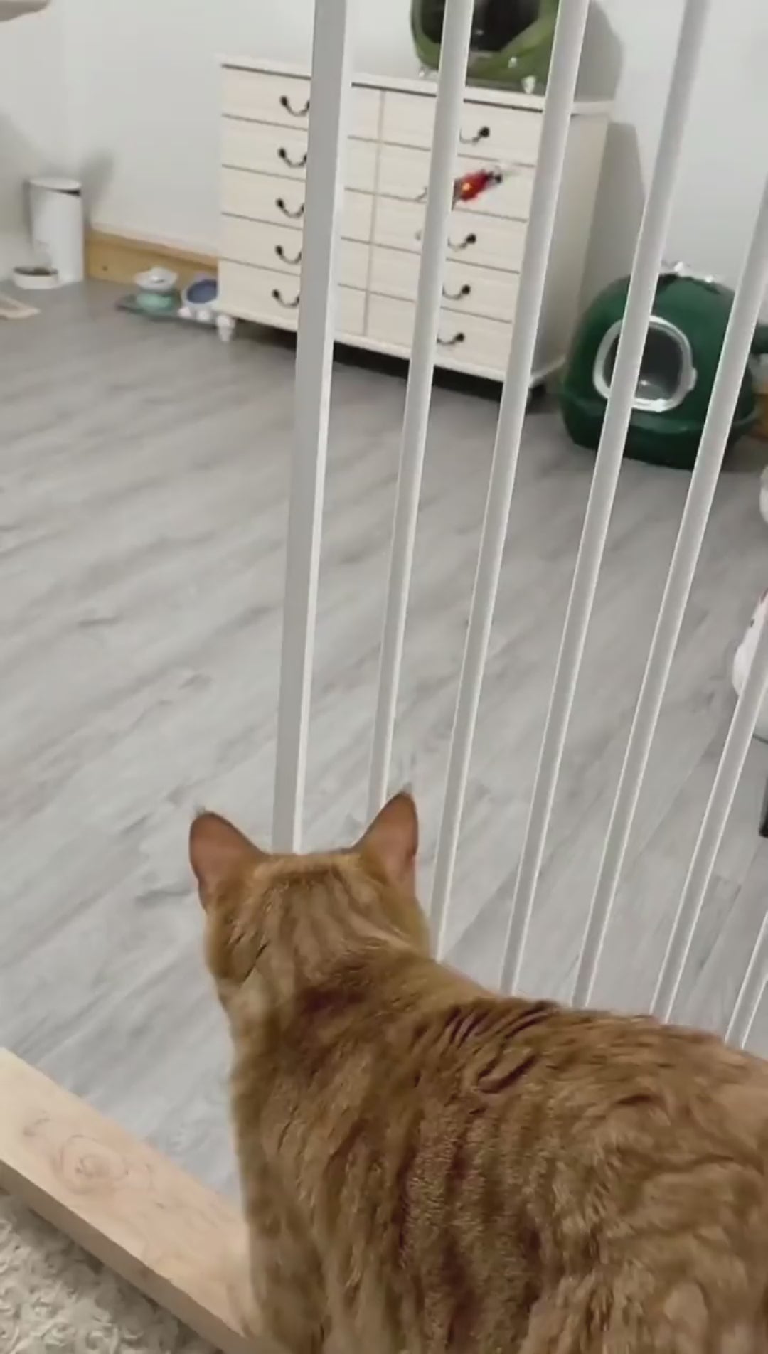 Flying Eagle Cat Toy