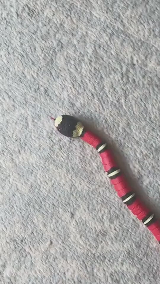 ToyTigris Moving Snake Cat Toy